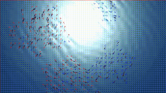 魚がぐるぐる回っている動画